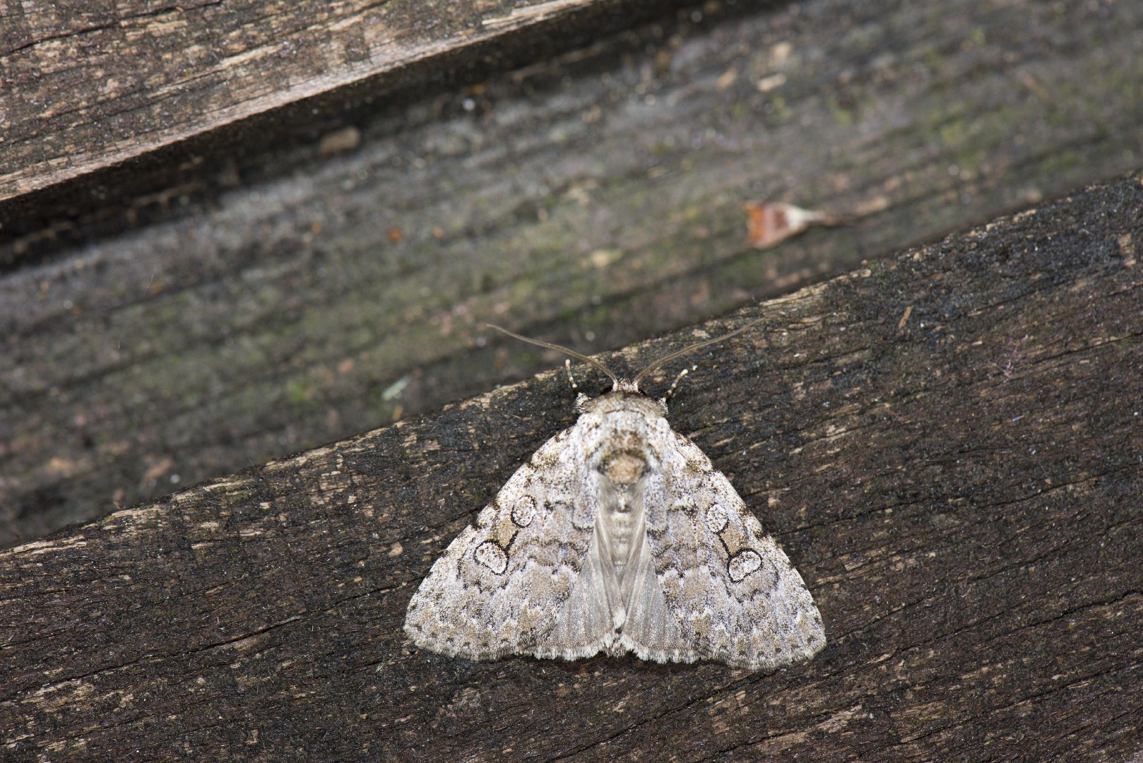 Subleuconycta (Subleuconycta)