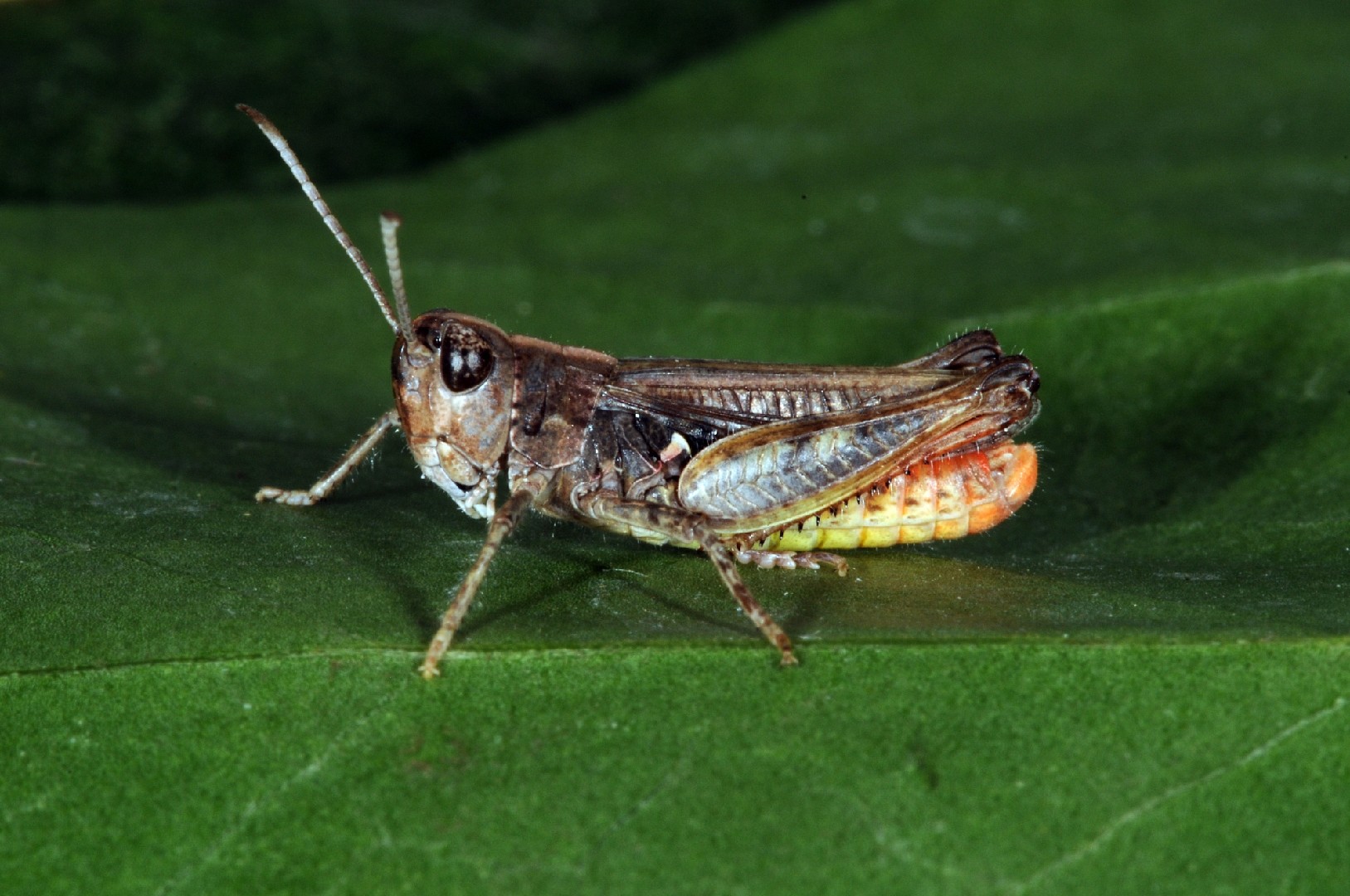 Myrmeleotettix (Myrmeleotettix)