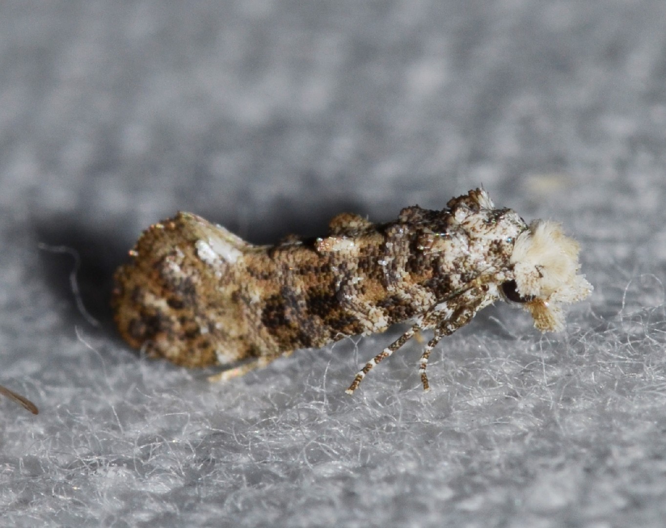 Xylesthia (Xylesthia)