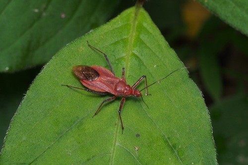 Cydnocoris (Cydnocoris)