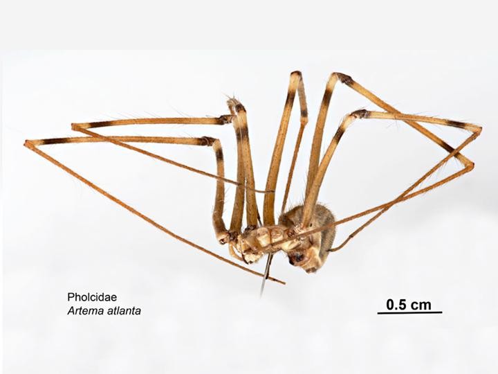 Artema atlanta (Giant Daddy-long-legs Spider) in Kihei, Maui