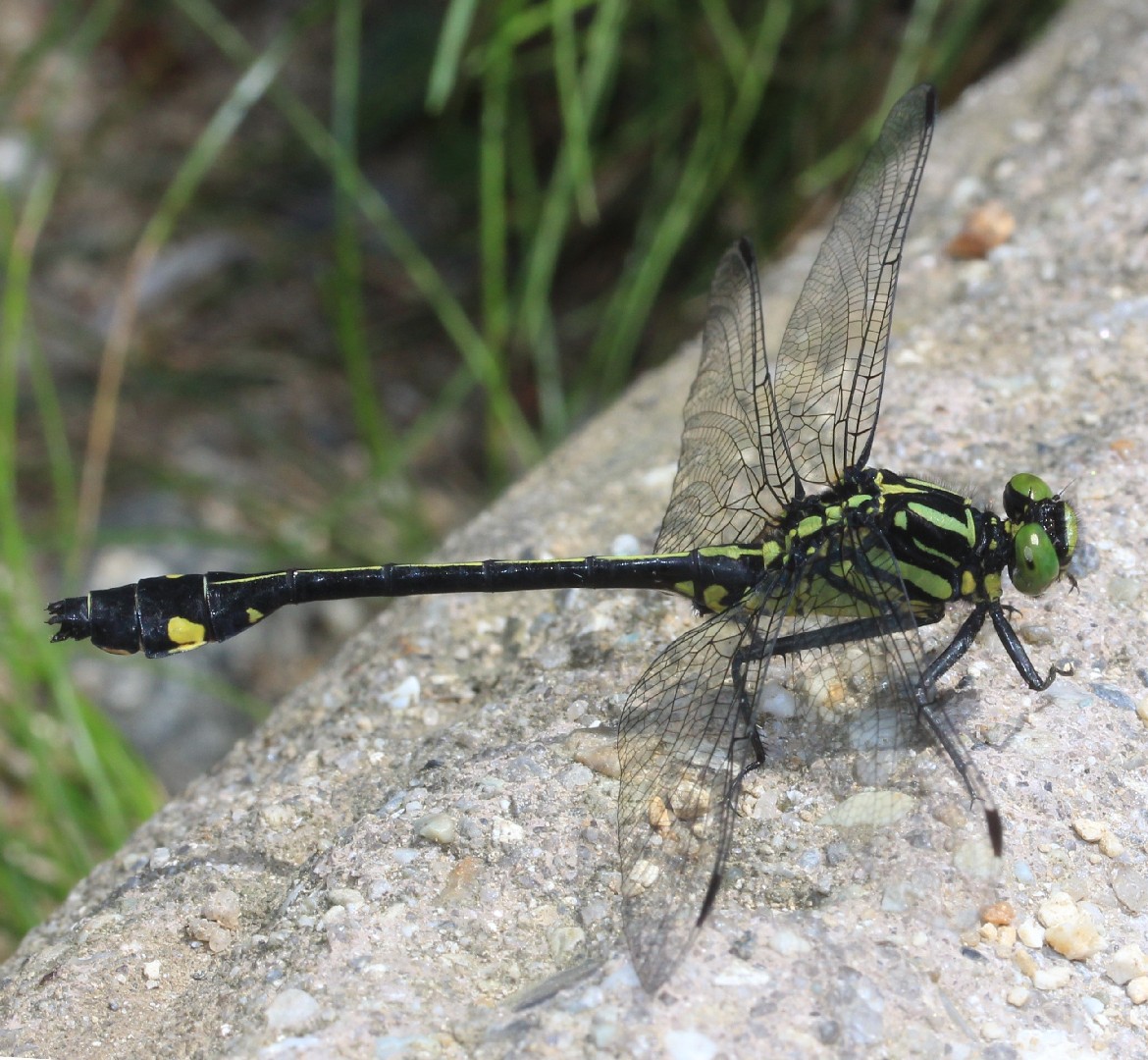 Anisogomphus (Anisogomphus)