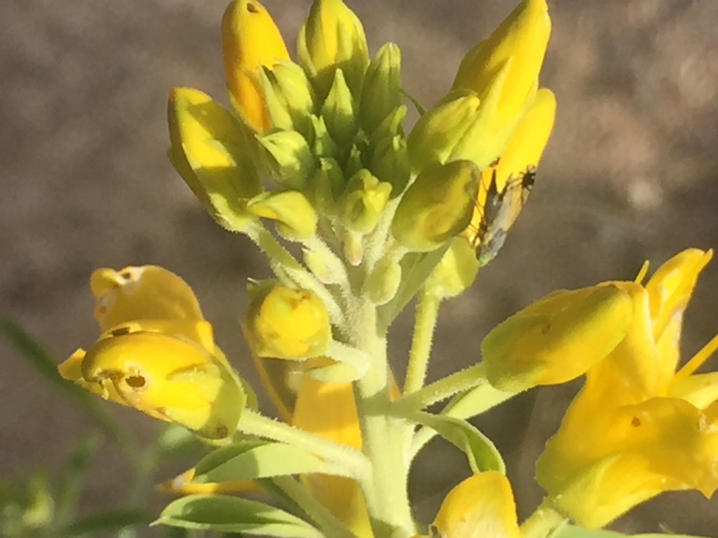 Trupanea wheeleri (Trupanea wheeleri) Picture Insect