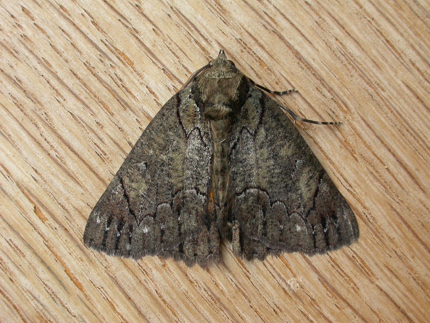 Heliomystis (Heliomystis)