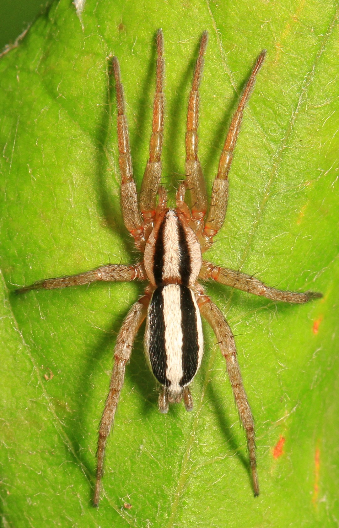 Cesonia (Cesonia)