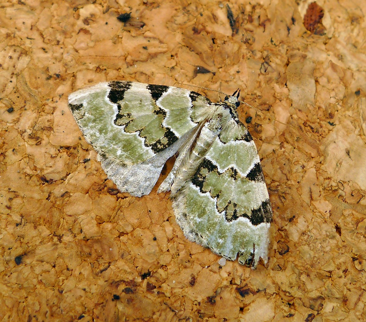 Colostygia (Colostygia)