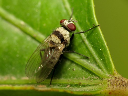 Anthomyia (Anthomyia)