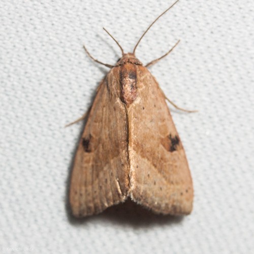 Micrathetis (Micrathetis)