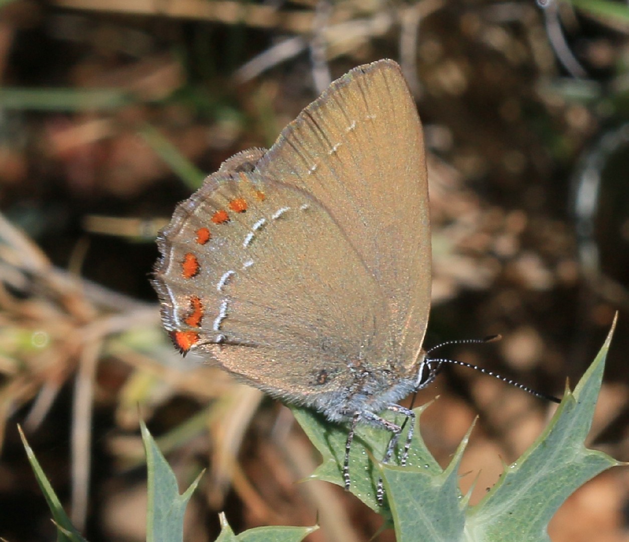 False Ilex Hairstreak (Satyrium esculi) - Picture Insect