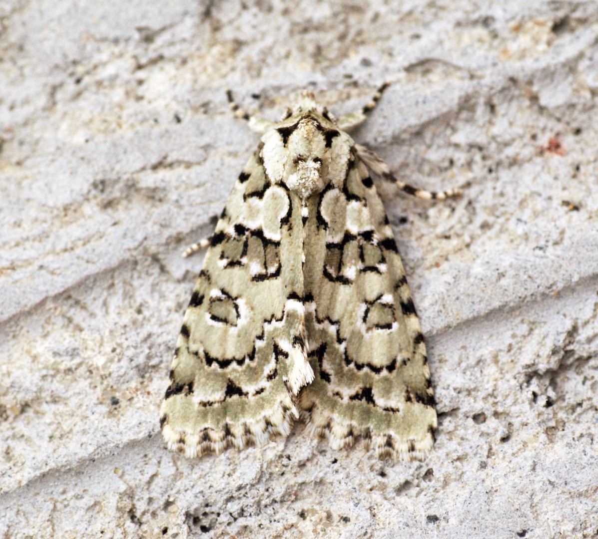 Cryphia muralis (Cryphia muralis) Picture Insect