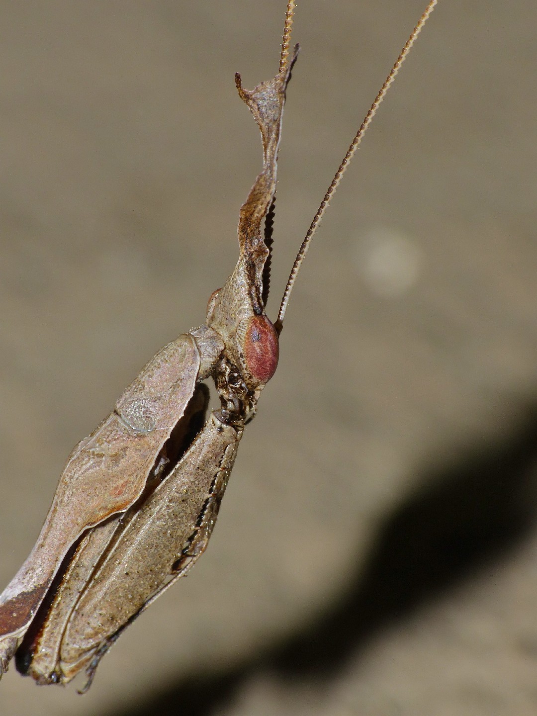 Phyllocrania paradoxa (Phyllocrania paradoxa) - Picture Insect