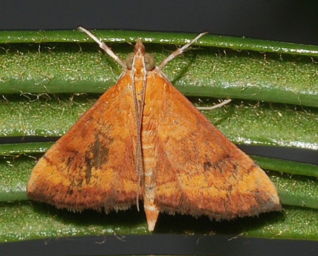 Fumibotys (Fumibotys)