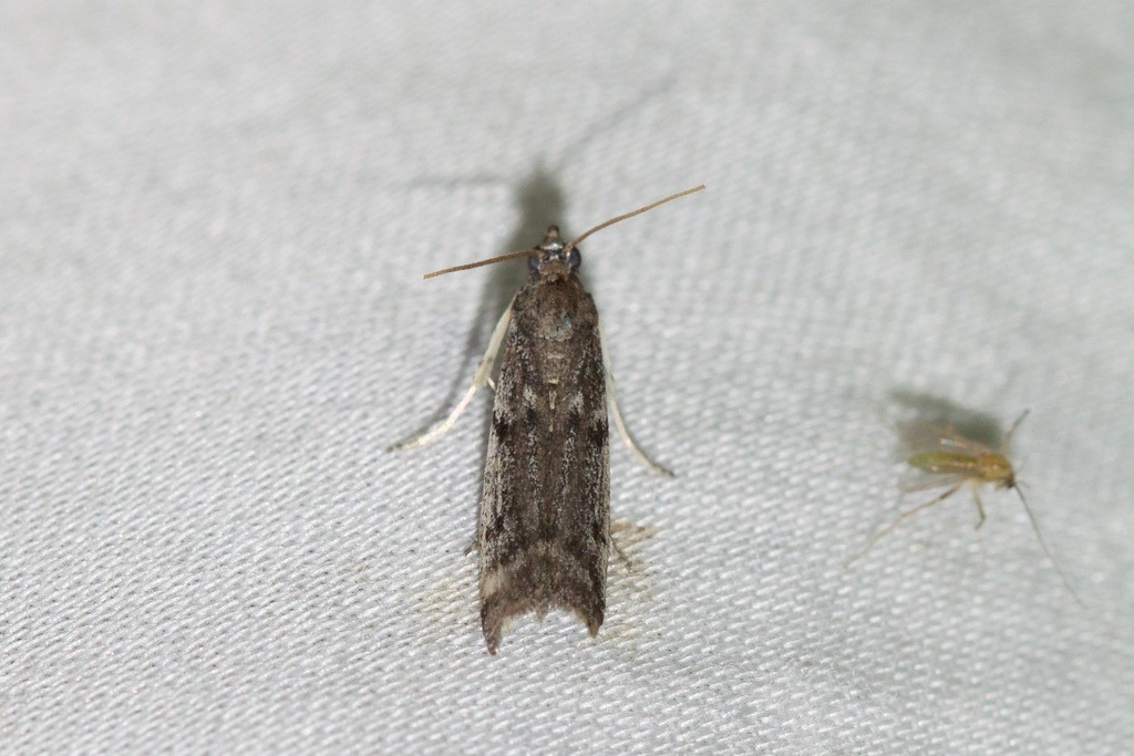 Phycitodes reliquella