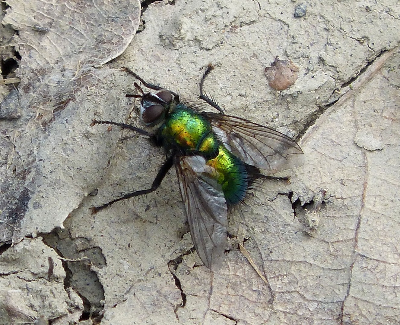 Gymnocheta (Gymnocheta)