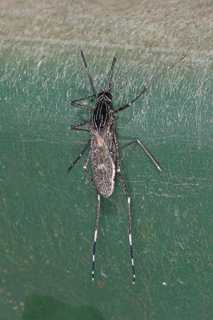 Orthopodomyia (Orthopodomyia)