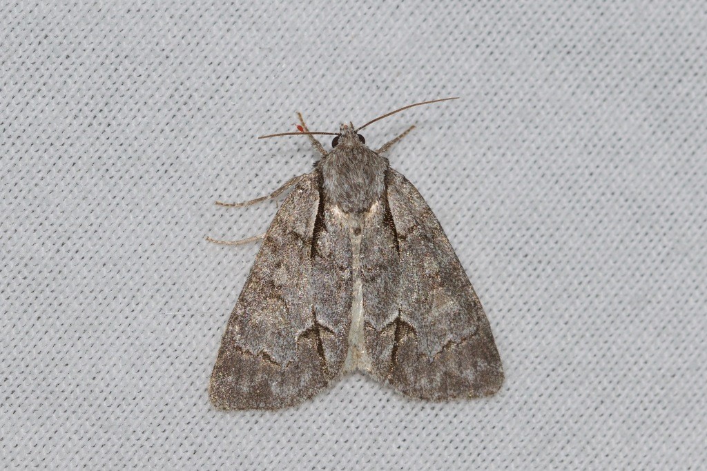 Gray dagger moth