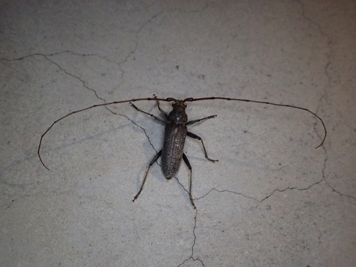 Stromatium (Stromatium)