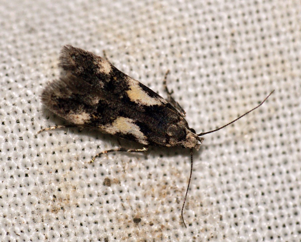 Teleiodes (Teleiodes)