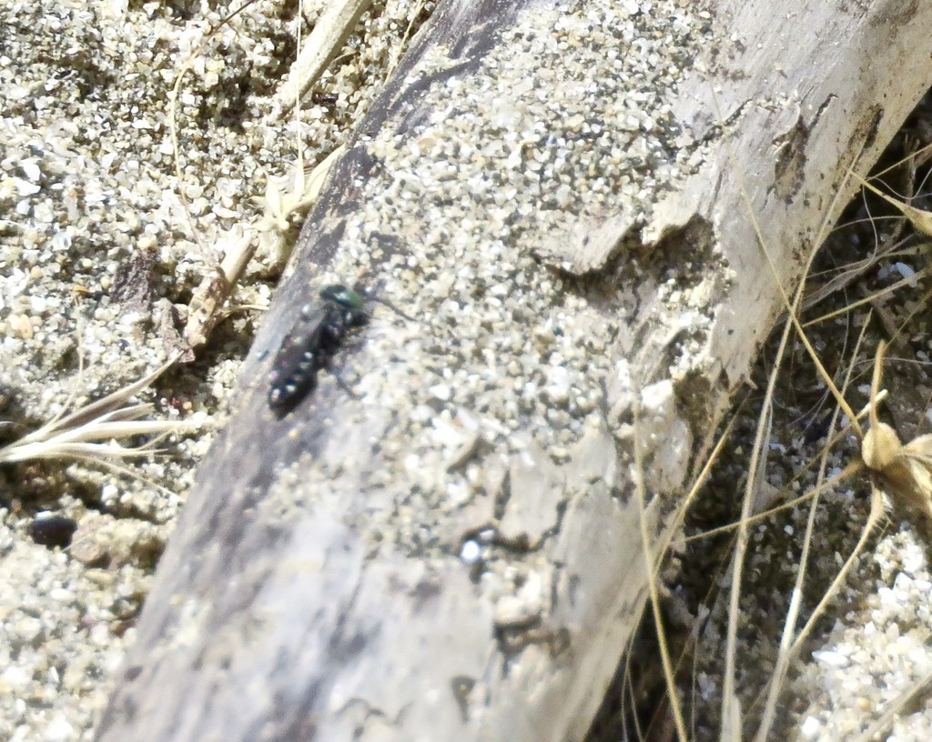 Tachysphex (Tachysphex)