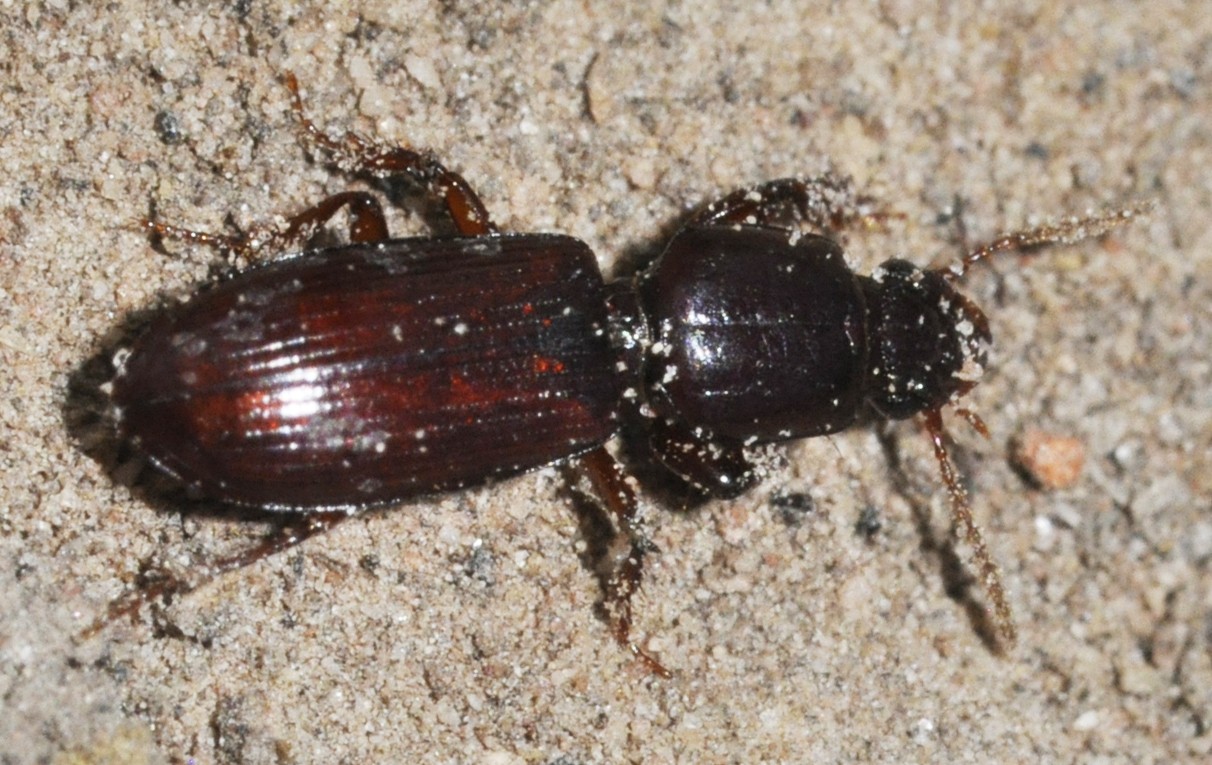 Clivina (Clivina)