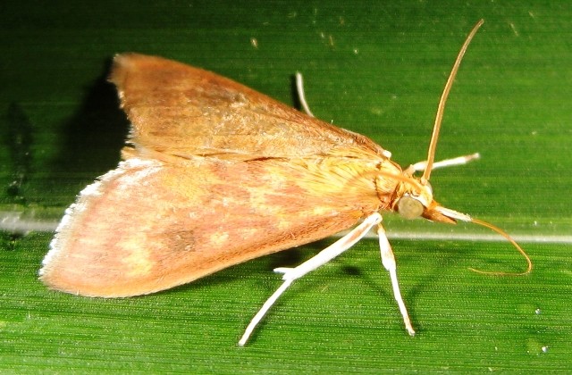 Ostrinia (Ostrinia)