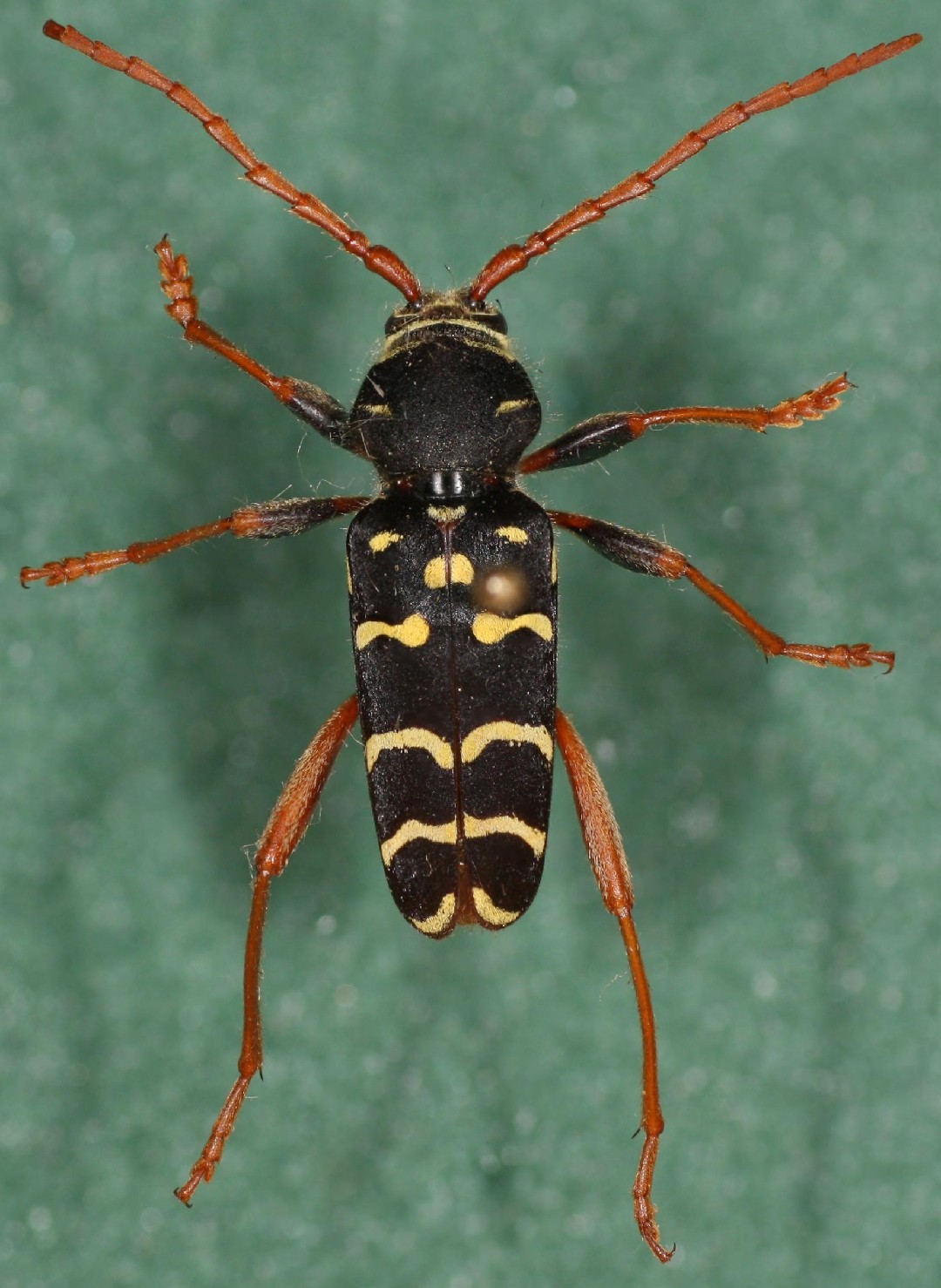 Plagionotus (Plagionotus)