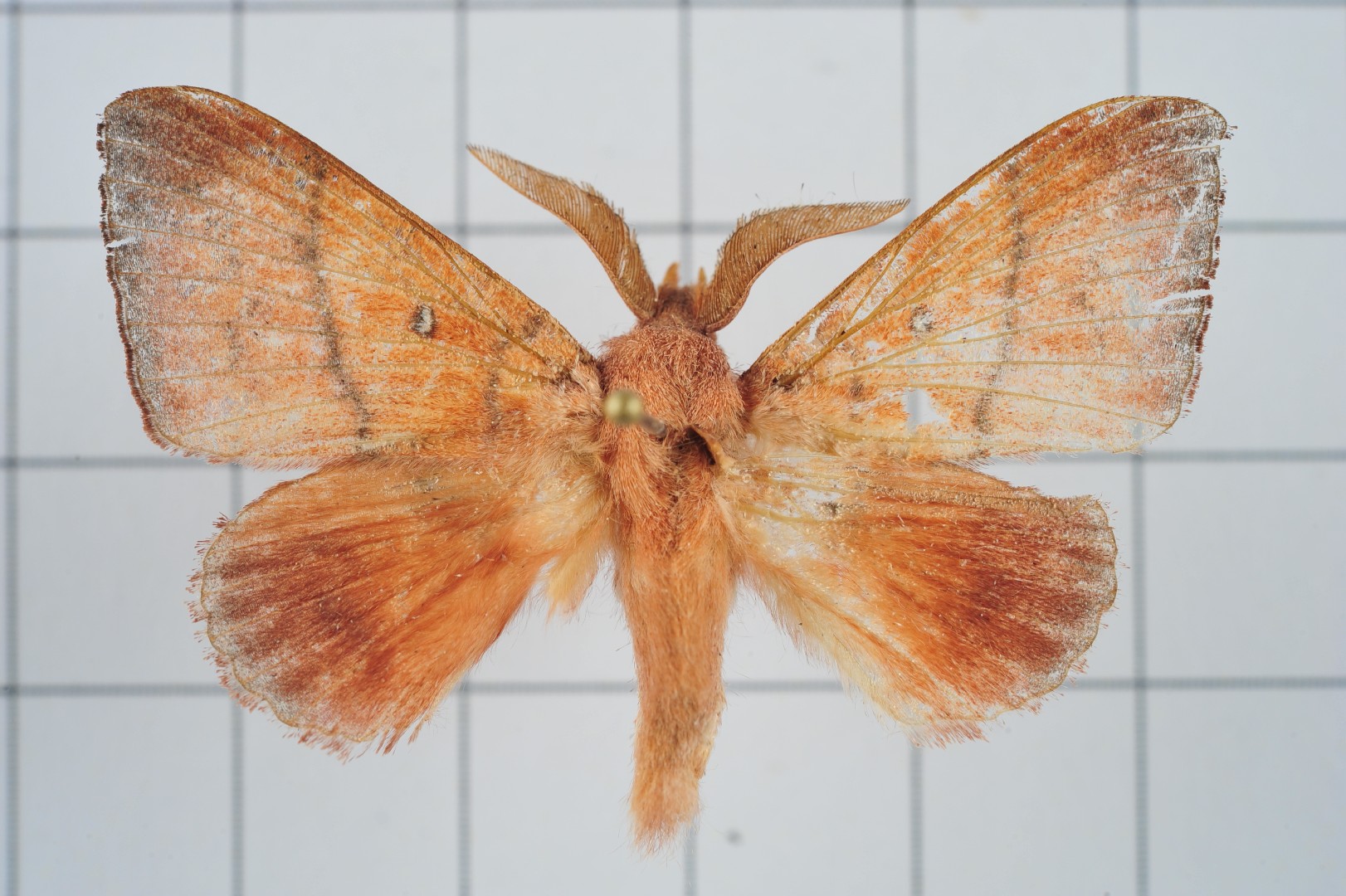 Odonestis (Odonestis)