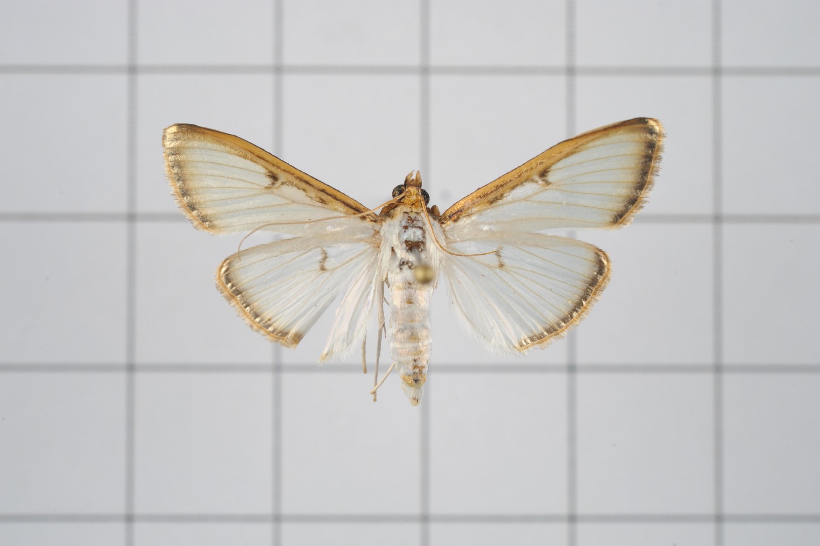 Sisyrophora (Sisyrophora)