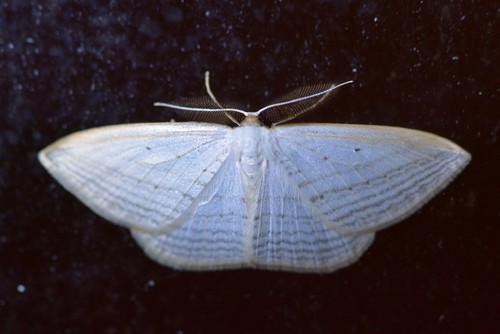 Orthoclydon (Orthoclydon)