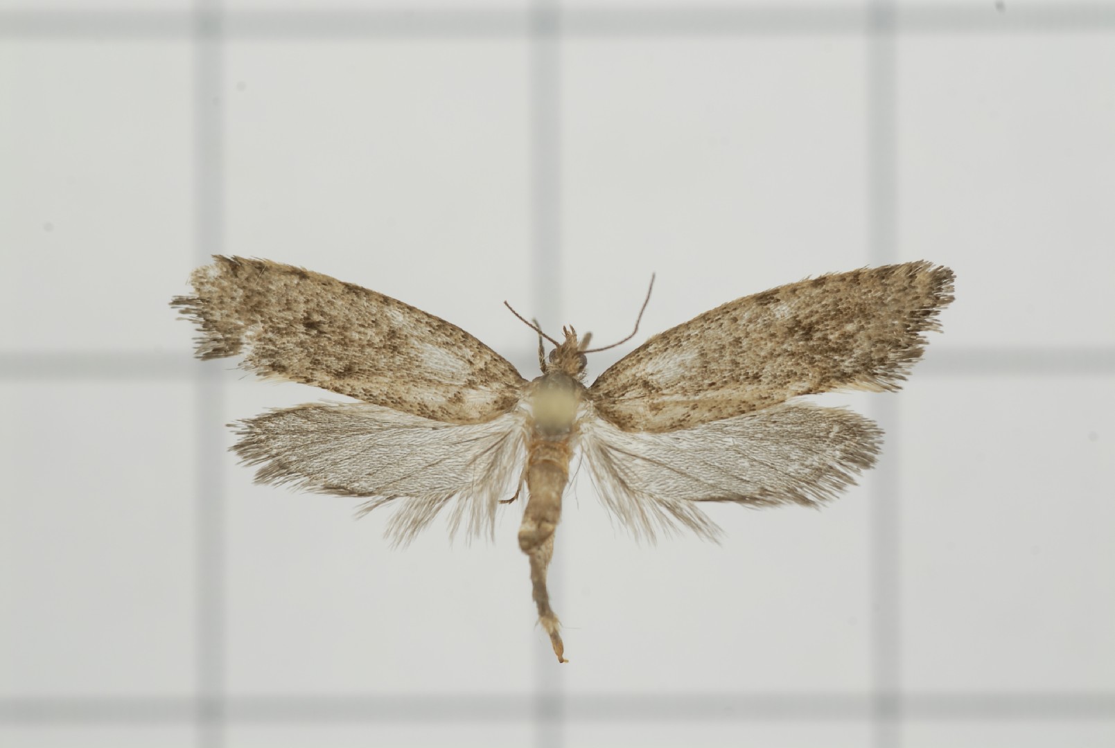 Machaeropteris (Machaeropteris)