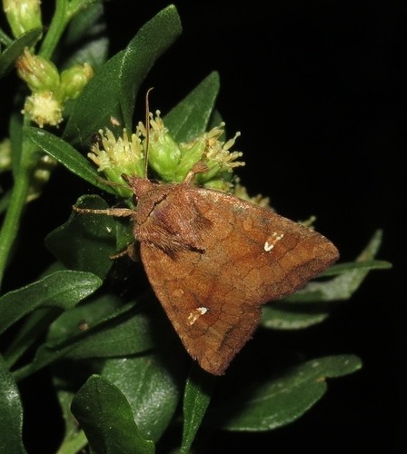 Tricholita (Tricholita)