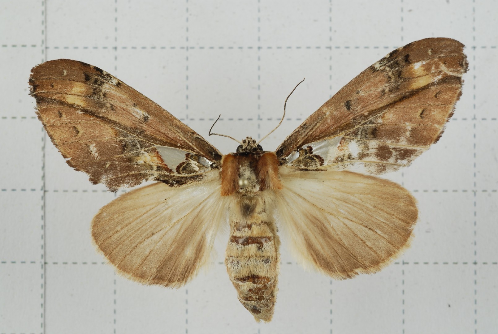 Ginshachia (Ginshachia)