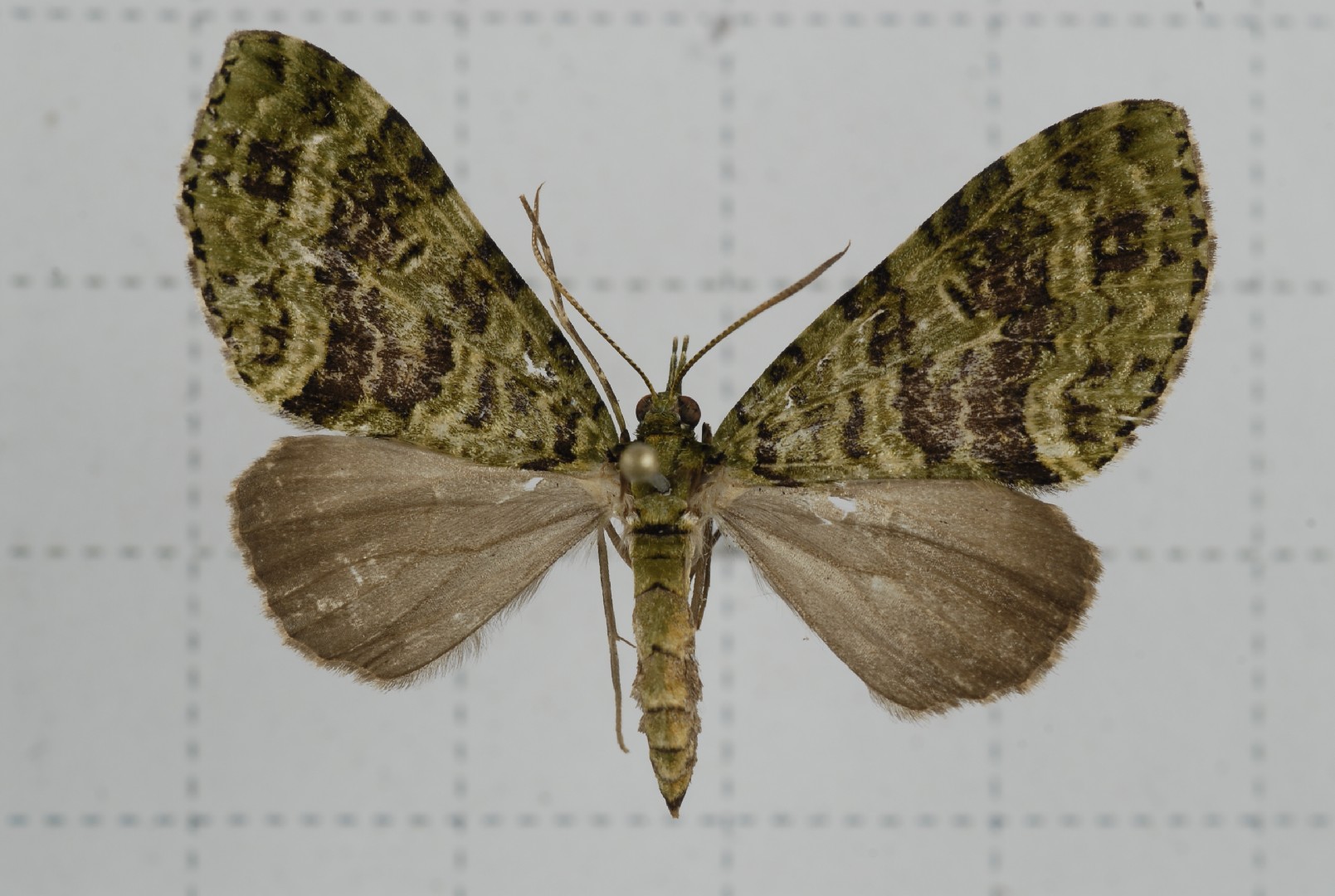 Hypocometa (Hypocometa)