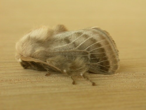 Doratifera (Doratifera)