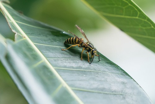 Vespula squamosa - Wikipedia