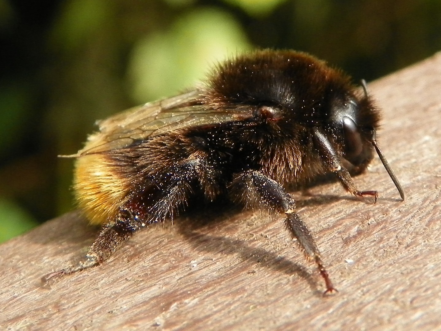 Каменный шмель (Bombus lapidarius) - Picture Insect