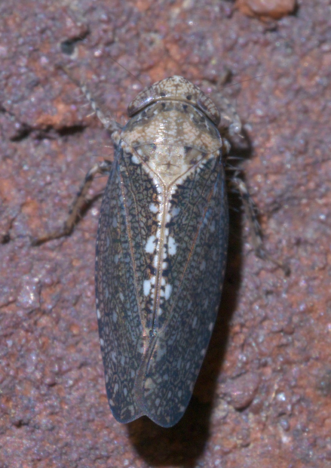 Excultanus (Excultanus)