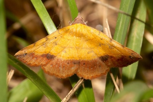 Hemeroplanis (Hemeroplanis)