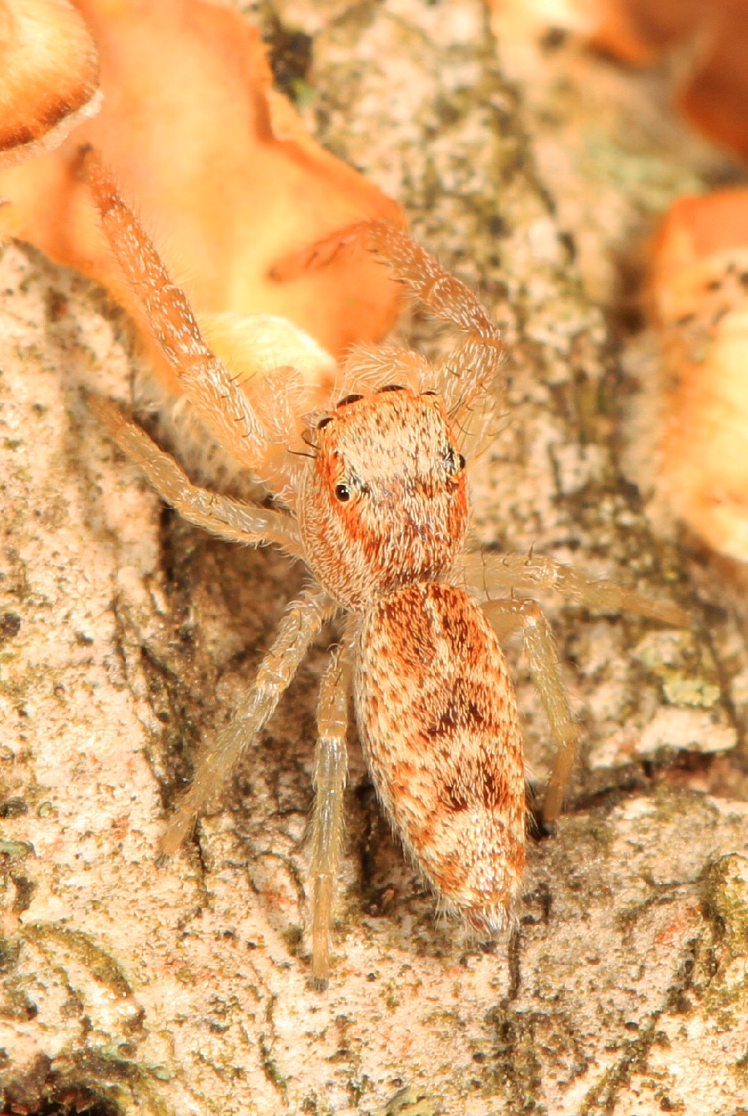 Hentzia palmarum (Hentzia palmarum) Picture Insect