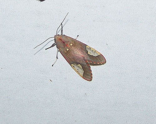 Bertholdia (Bertholdia)