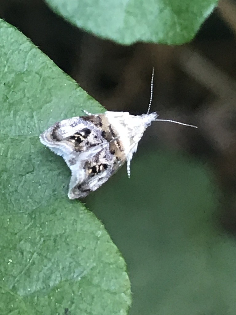 Metalmark moths (Choreutidae)