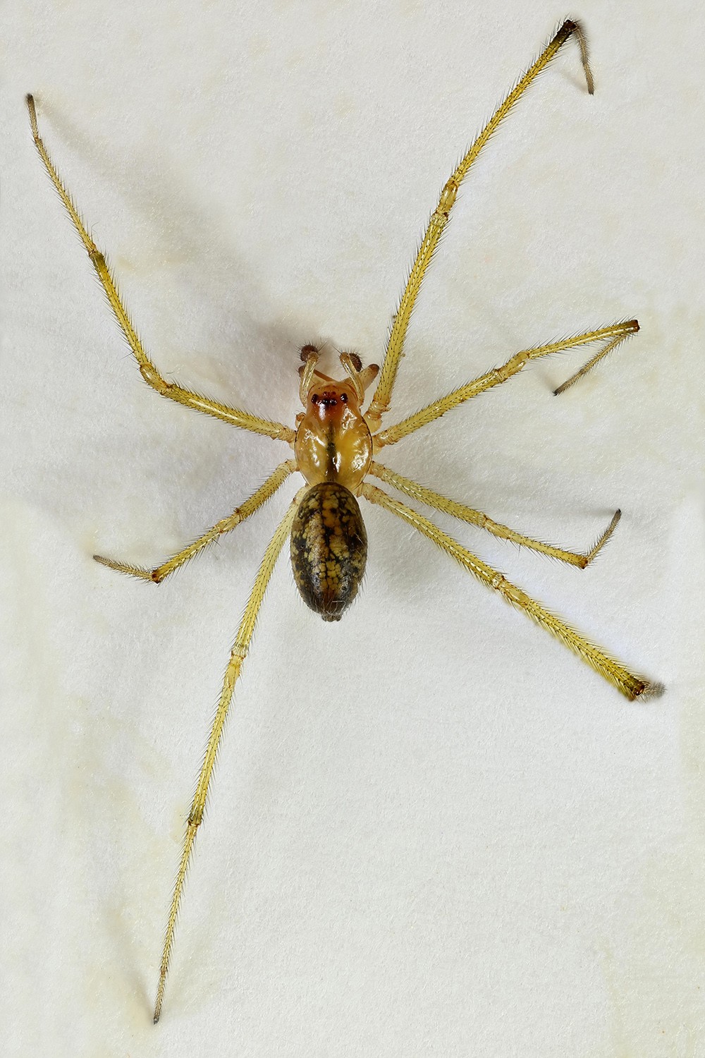 Enoplognatha (Enoplognatha)