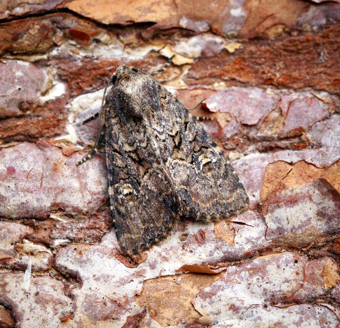 Mesapamea (Mesapamea)