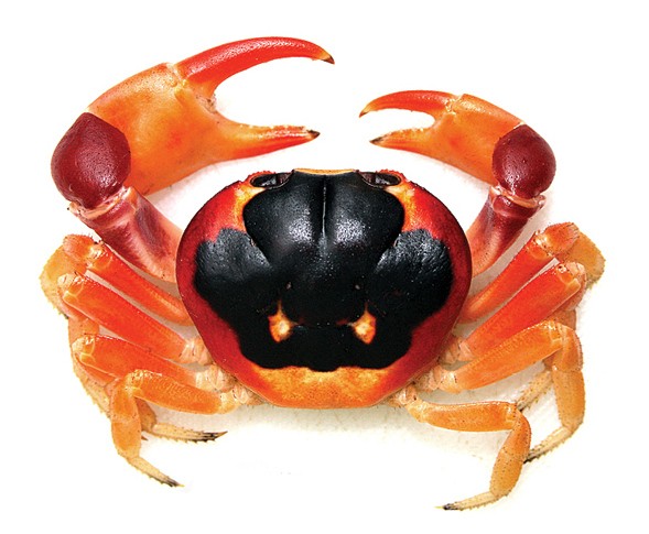 Blackback land crab