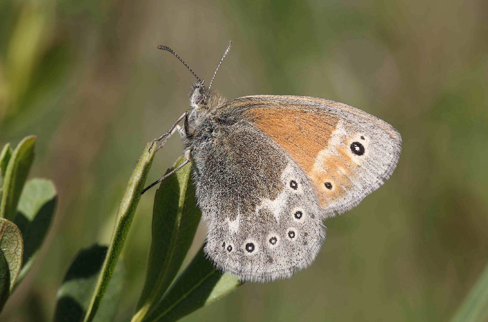 Сенница туллия (Coenonympha tullia) - Picture Insect