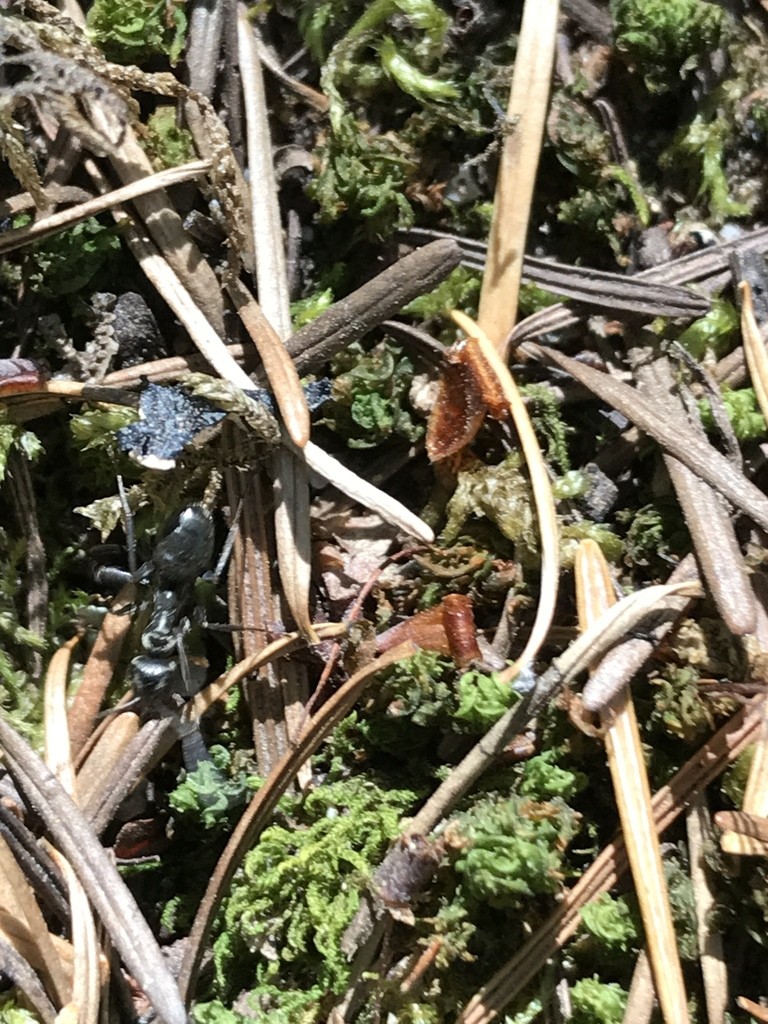 Velvety tree ants (Liometopum)