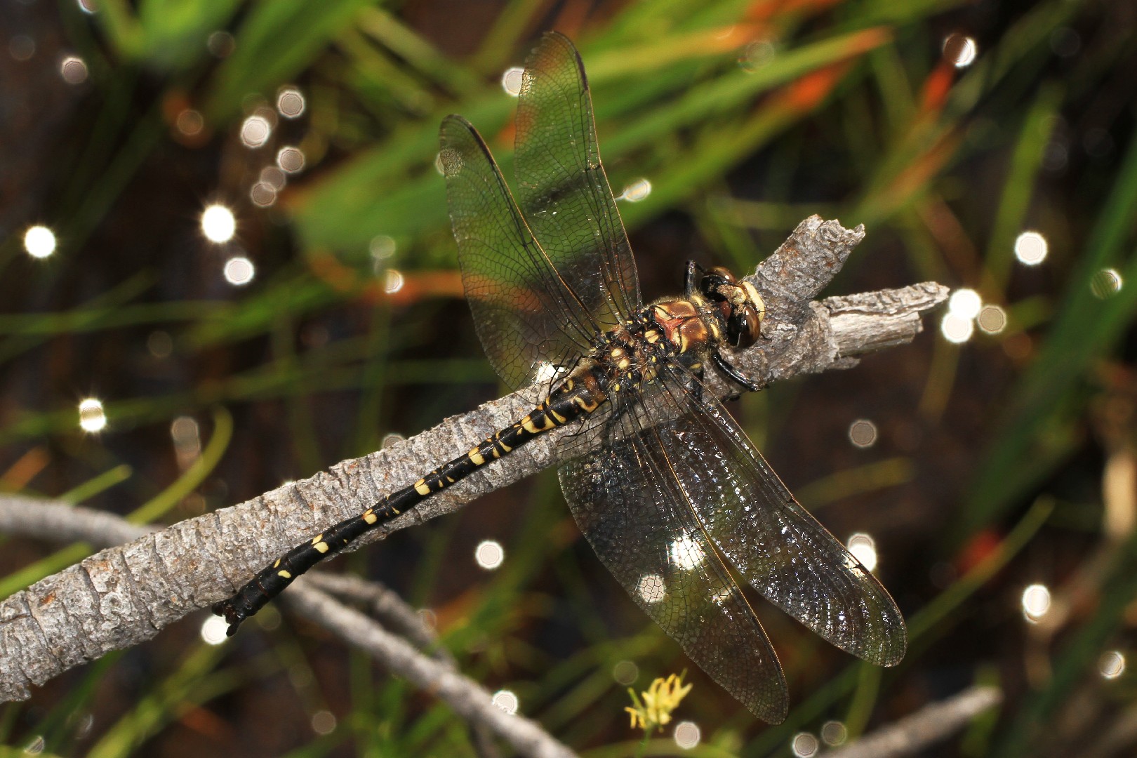 Dark petaltails (Tanypteryx)