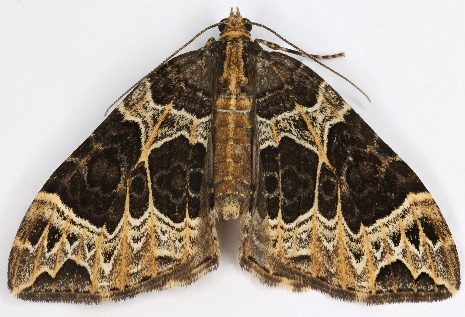 Ecliptopera (Ecliptopera)