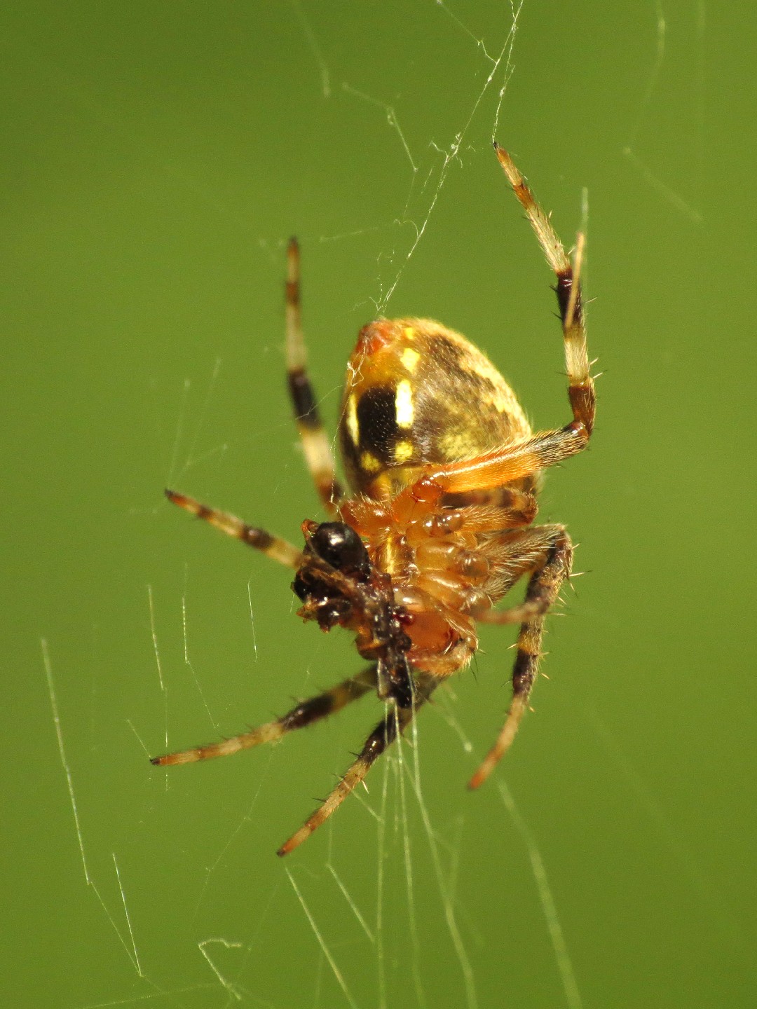 Neoscona domiciliorum (Neoscona domiciliorum) - Picture Insect