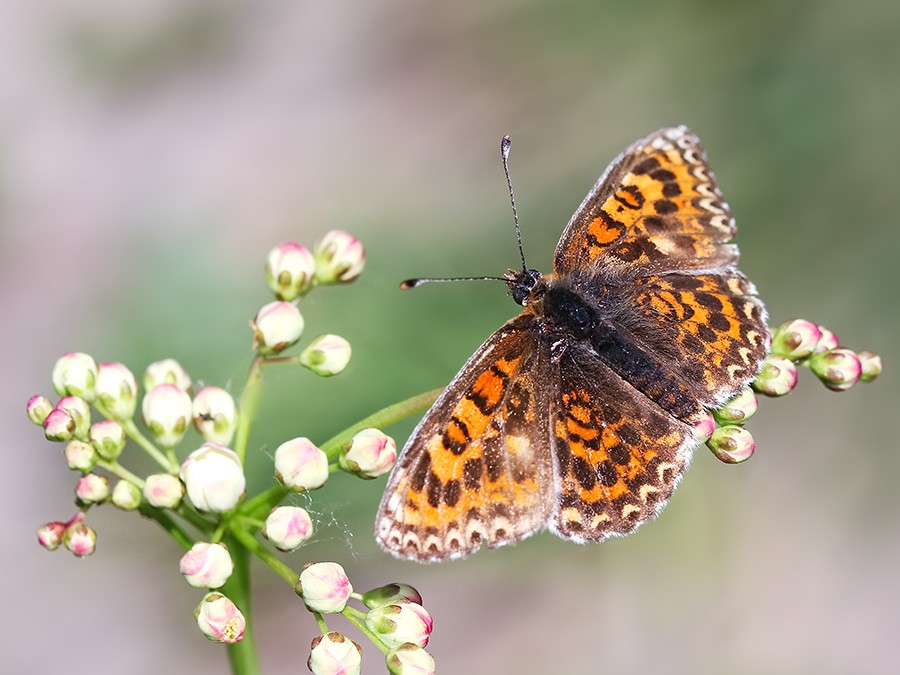 Lesser spotted fritillary